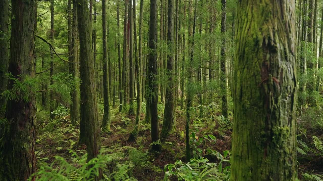詳情圖-郁郁蔥蔥的森林。穿過熱帶雨林中高大的綠樹。