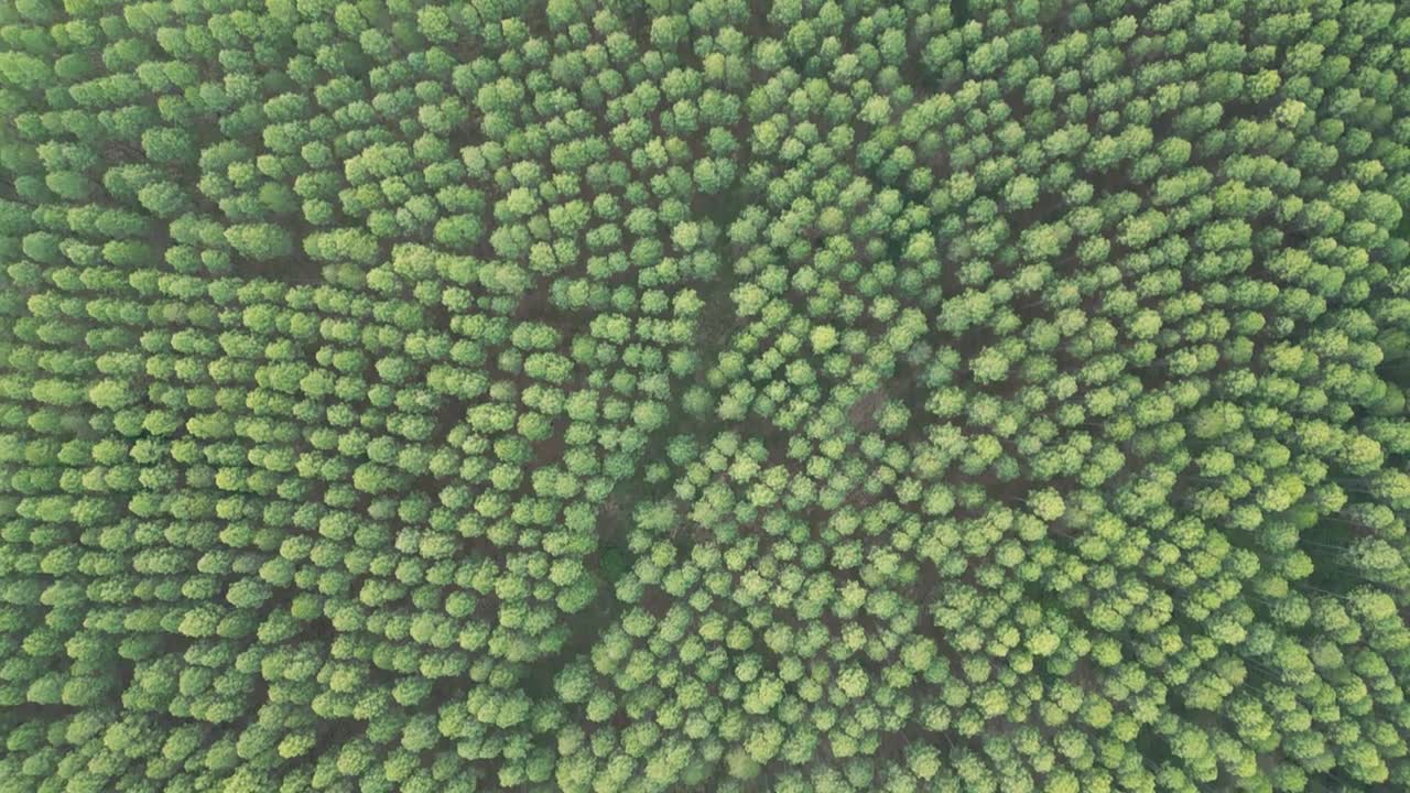 詳情圖-野馬觀景臺附近的比爾伯勒姆東部國家森林的日落全景