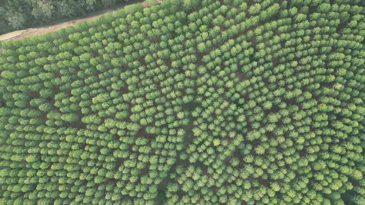 詳情圖-野馬觀景臺附近的比爾伯勒姆東部國家森林的日落全景
