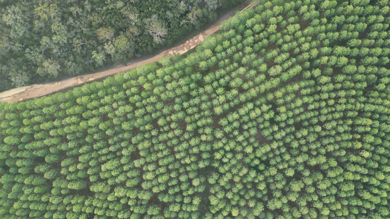 詳情圖-野馬觀景臺附近的比爾伯勒姆東部國家森林的日落全景