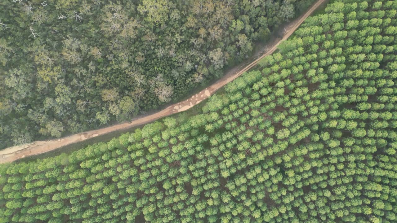 詳情圖-野馬觀景臺附近的比爾伯勒姆東部國家森林的日落全景