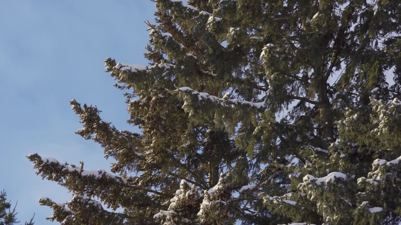 吹雪覆盖雪松树，森林景观