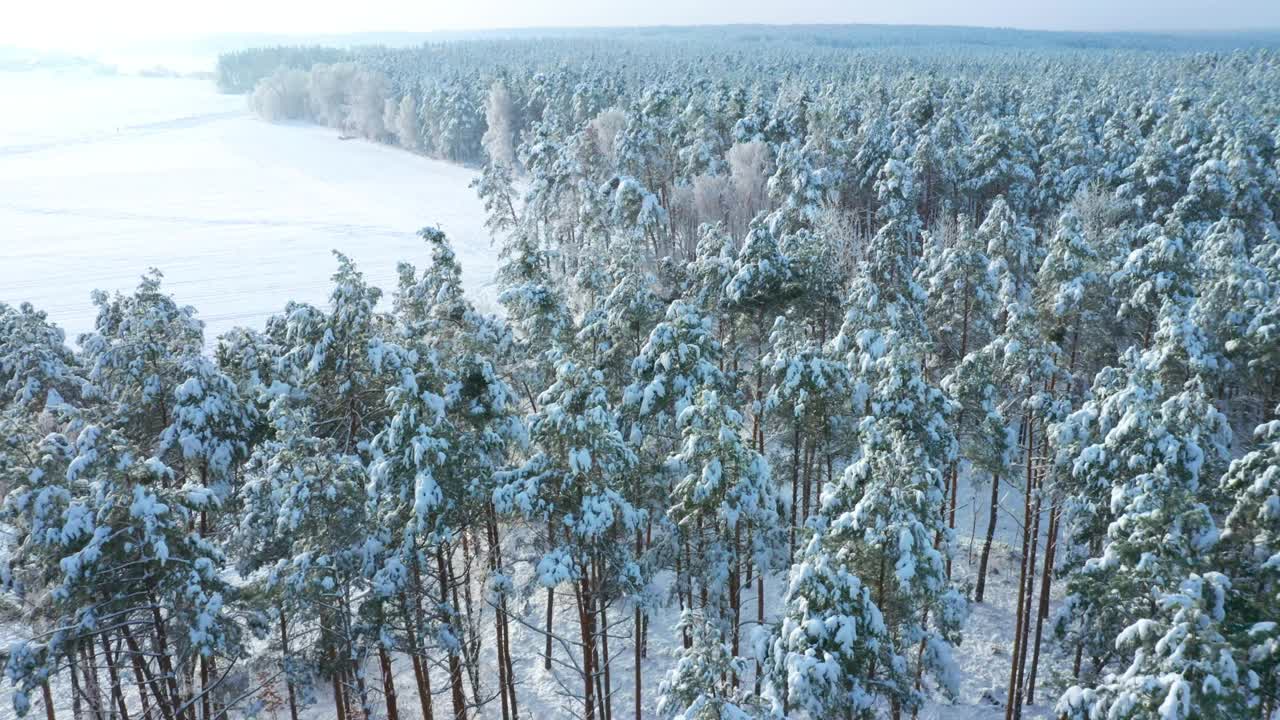 下雪的森林。