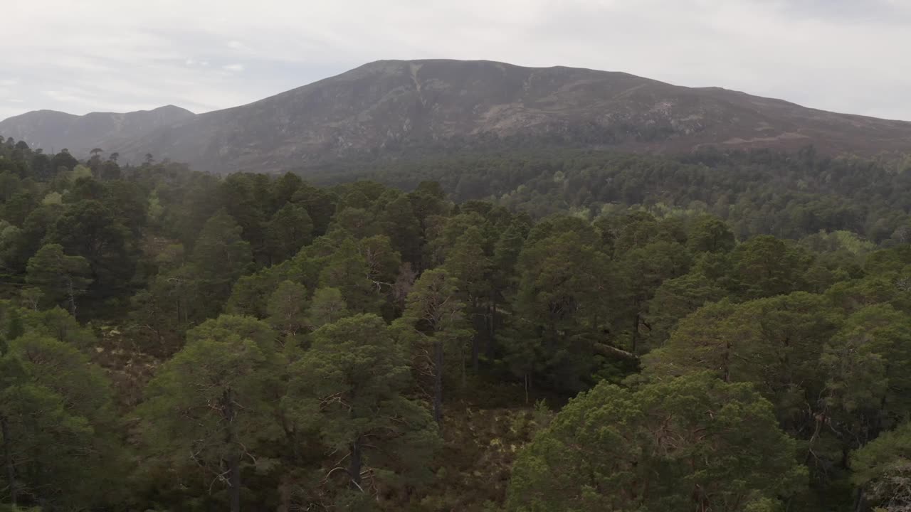 航拍的气球森林树冠，密集的林地在迪谷地区与山脉在地平线上的苏格兰，英国