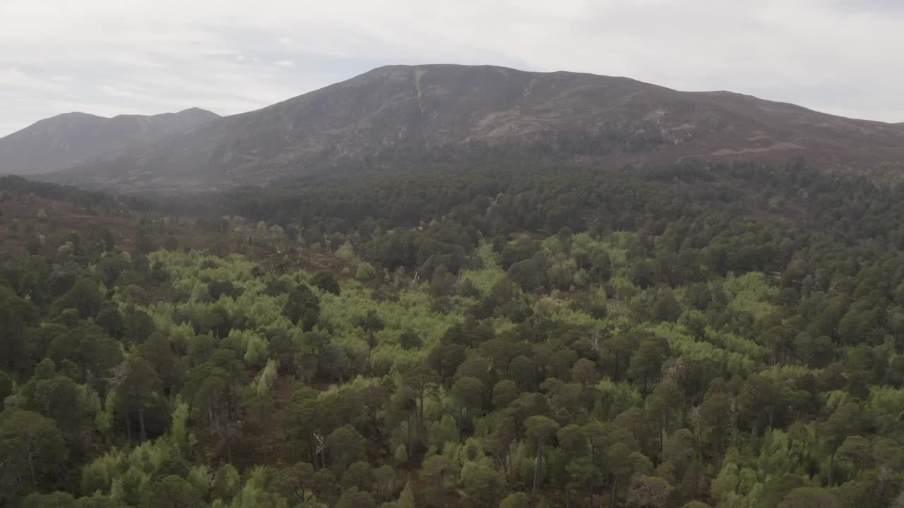 飞越迪伊山谷的热气球森林，鸟瞰苏格兰的野生自然，地平线上有山丘