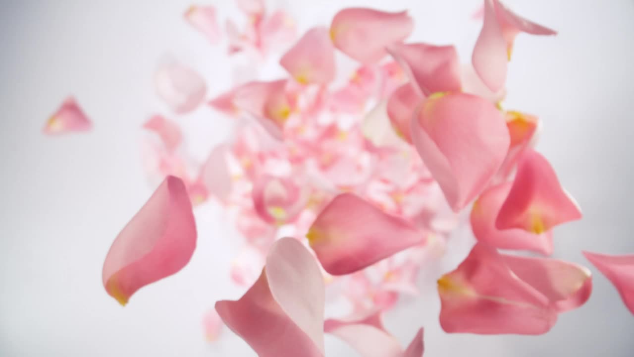 白色背景下粉紅玫瑰花瓣的超級(jí)慢動(dòng)作。