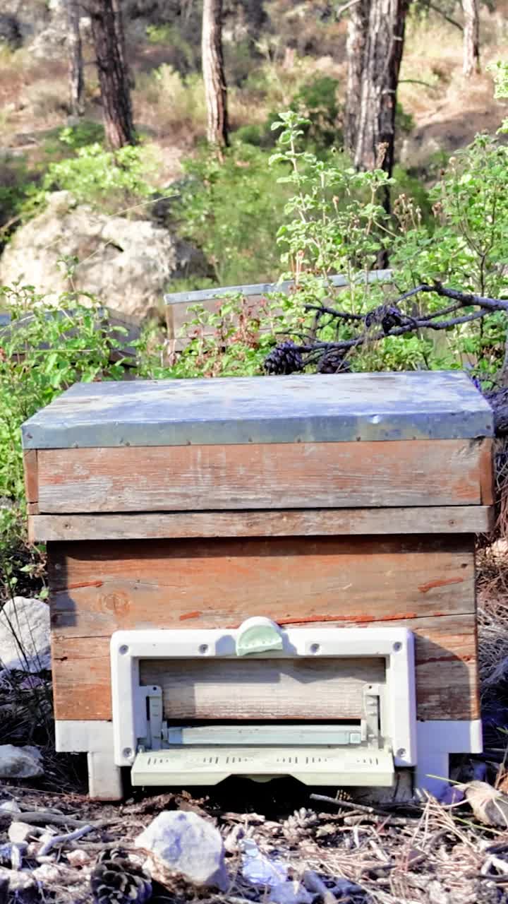 林中山地养蜂蜂巢，展现自然蜂巢环境。蜂巢与森林景观融为一体，反映了蜜蜂的自然栖息地。宁静的蜂巢设置在山区