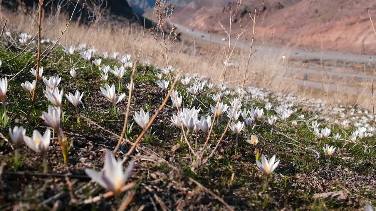 初春的山间，初春的山间，初春的雪莲花，初春的藏红花