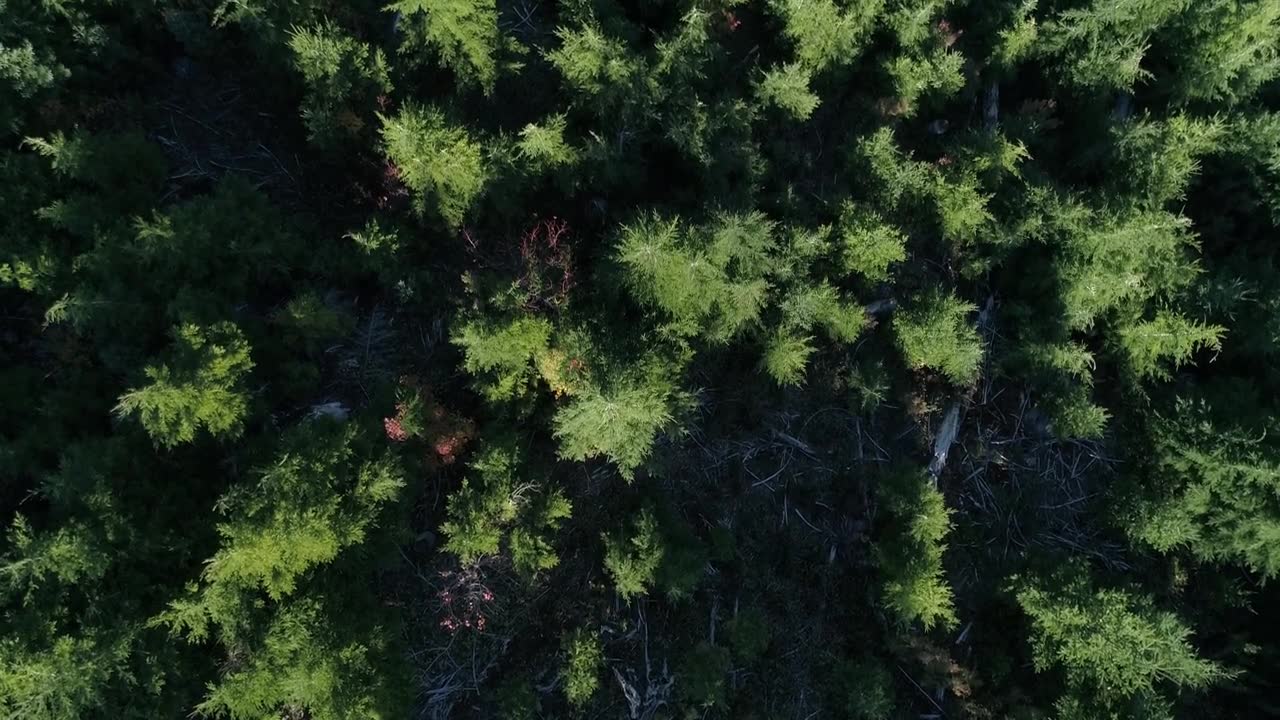 详情图-俄勒冈州森林从被砍伐的白痴溪小径恢复过来