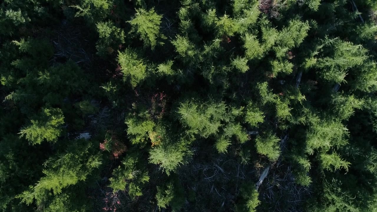 详情图-俄勒冈州森林从被砍伐的白痴溪小径恢复过来