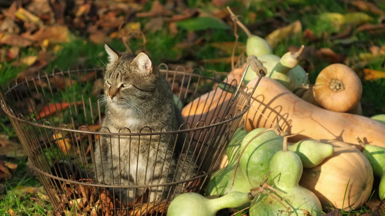 万圣节快乐。有趣的猫坐在装饰着南瓜的花园附近。为庆祝做准备。万圣节，秋天还是快乐的感恩节。虎斑猫坐在南瓜和葫芦旁边的篮子里