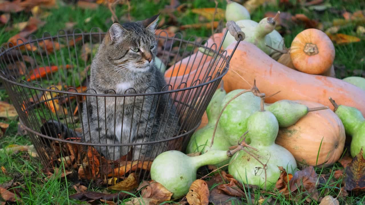 万圣节快乐。有趣的猫坐在装饰着南瓜的花园附近。为庆祝做准备。万圣节，秋天还是快乐的感恩节。虎斑猫坐在南瓜和葫芦旁边的篮子里