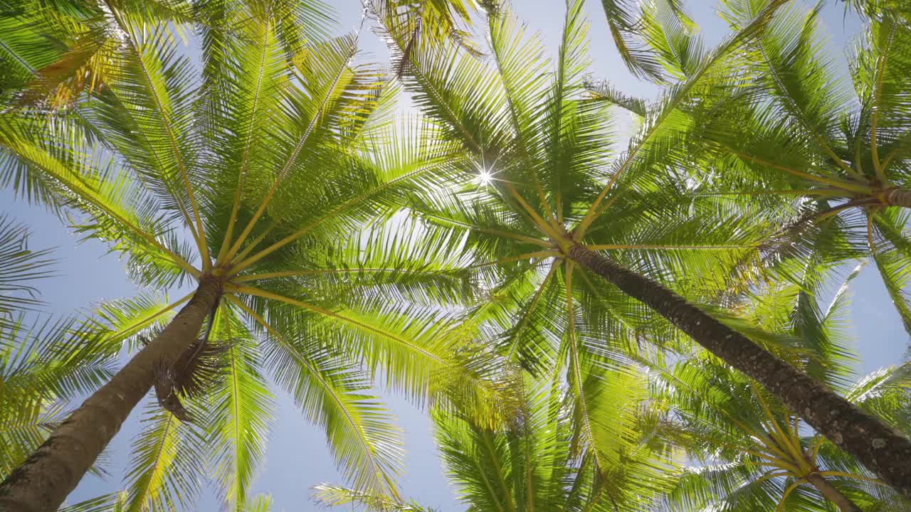 棕榈泉州立公园，树叶在阳光下穿过树林。棕榈树的岛屿。