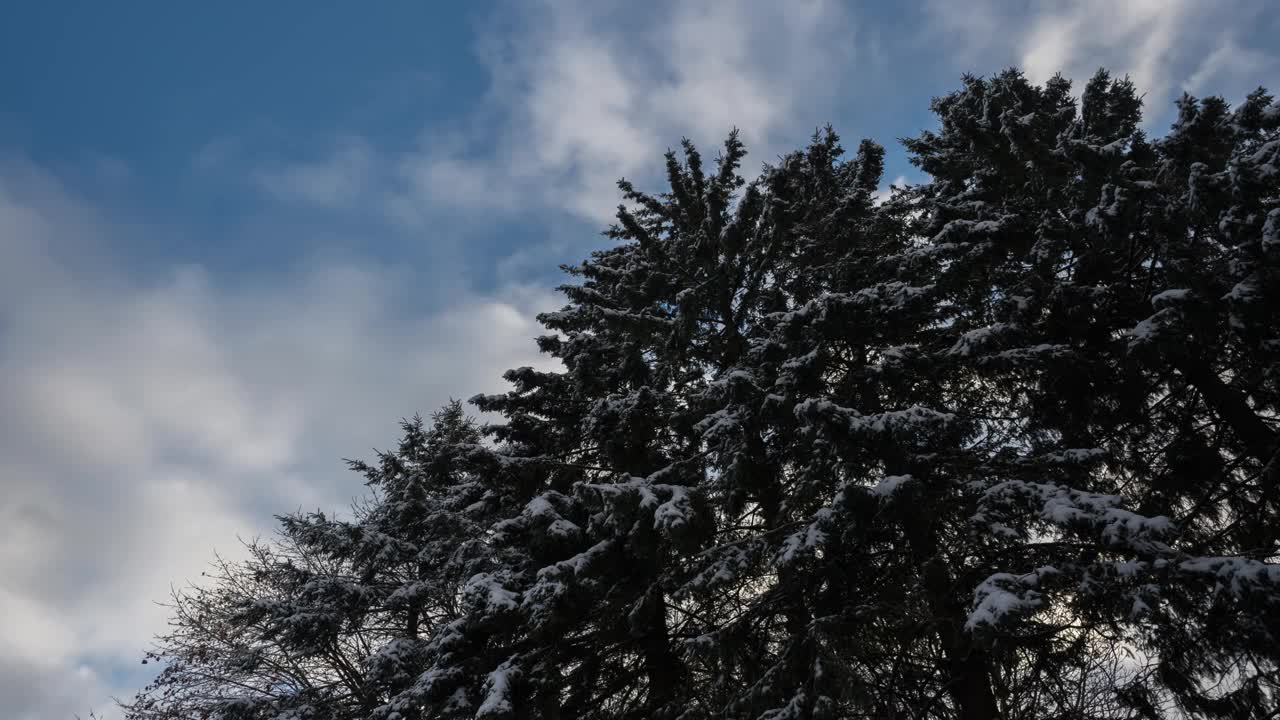 雪松树上的云的移动，冬天的时间流逝