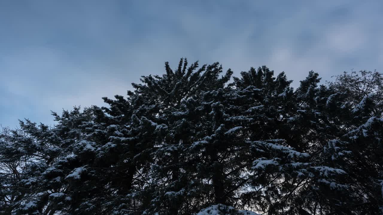 云在雪覆盖的雪松树上移动，时间流逝