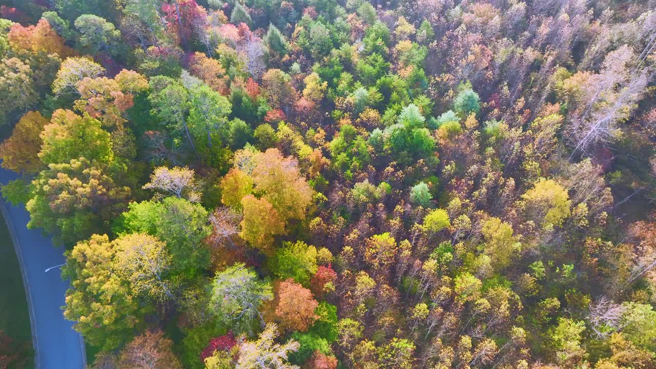 鸟瞰图，在阳光明媚的日子里，郁郁葱葱的森林在秋天的树林里有五颜六色的树冠。秋天的自然景观