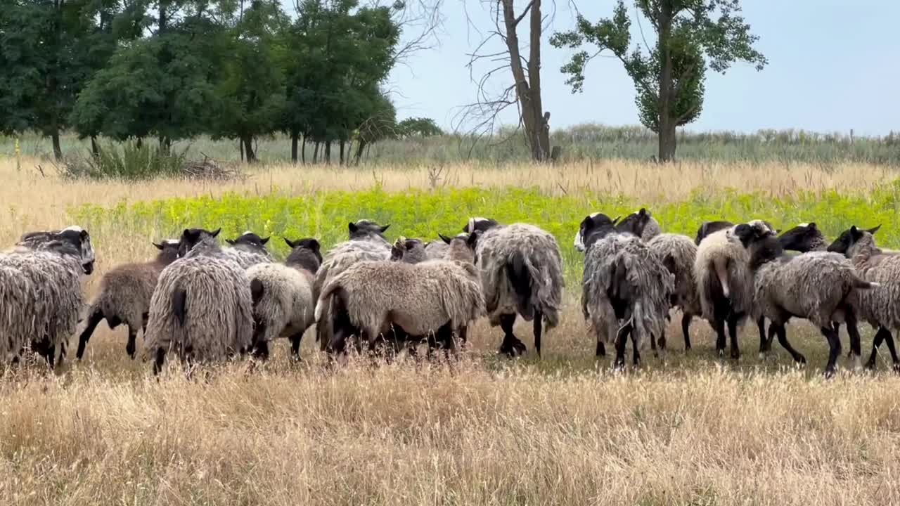 自由放養的羊。羊養殖。羊飼養。