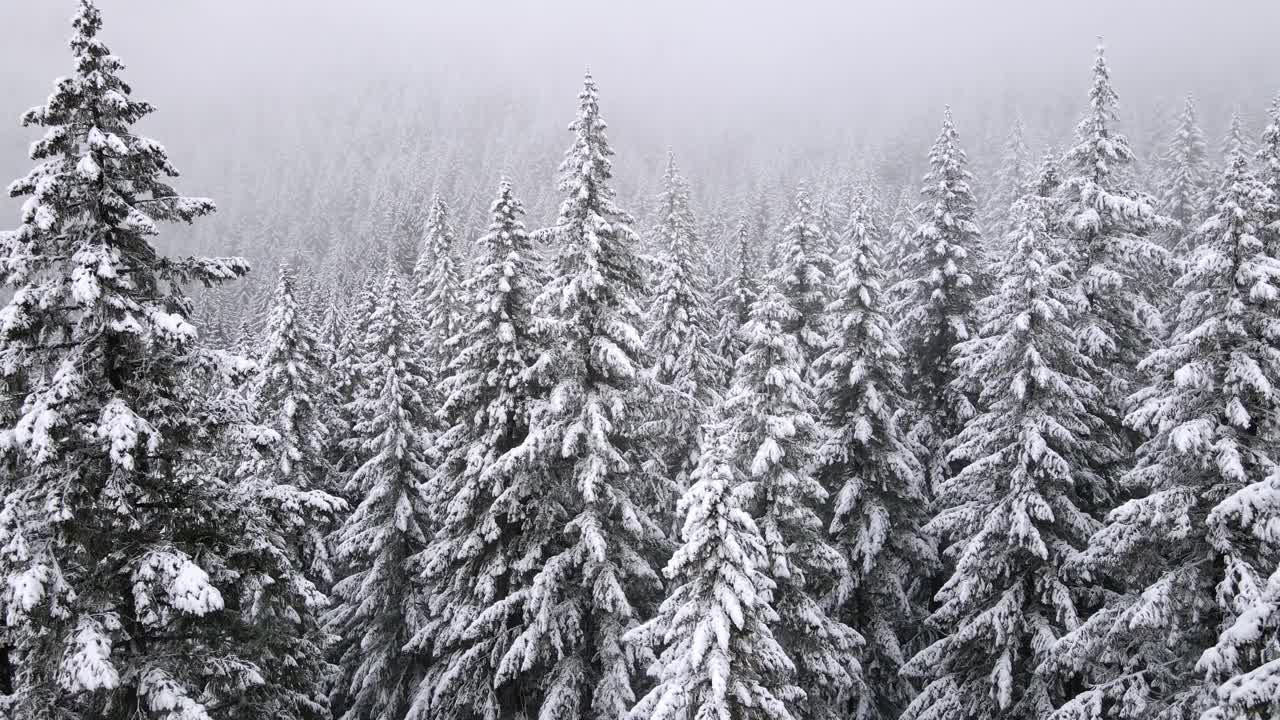 飞越俄勒冈州积雪覆盖的森林