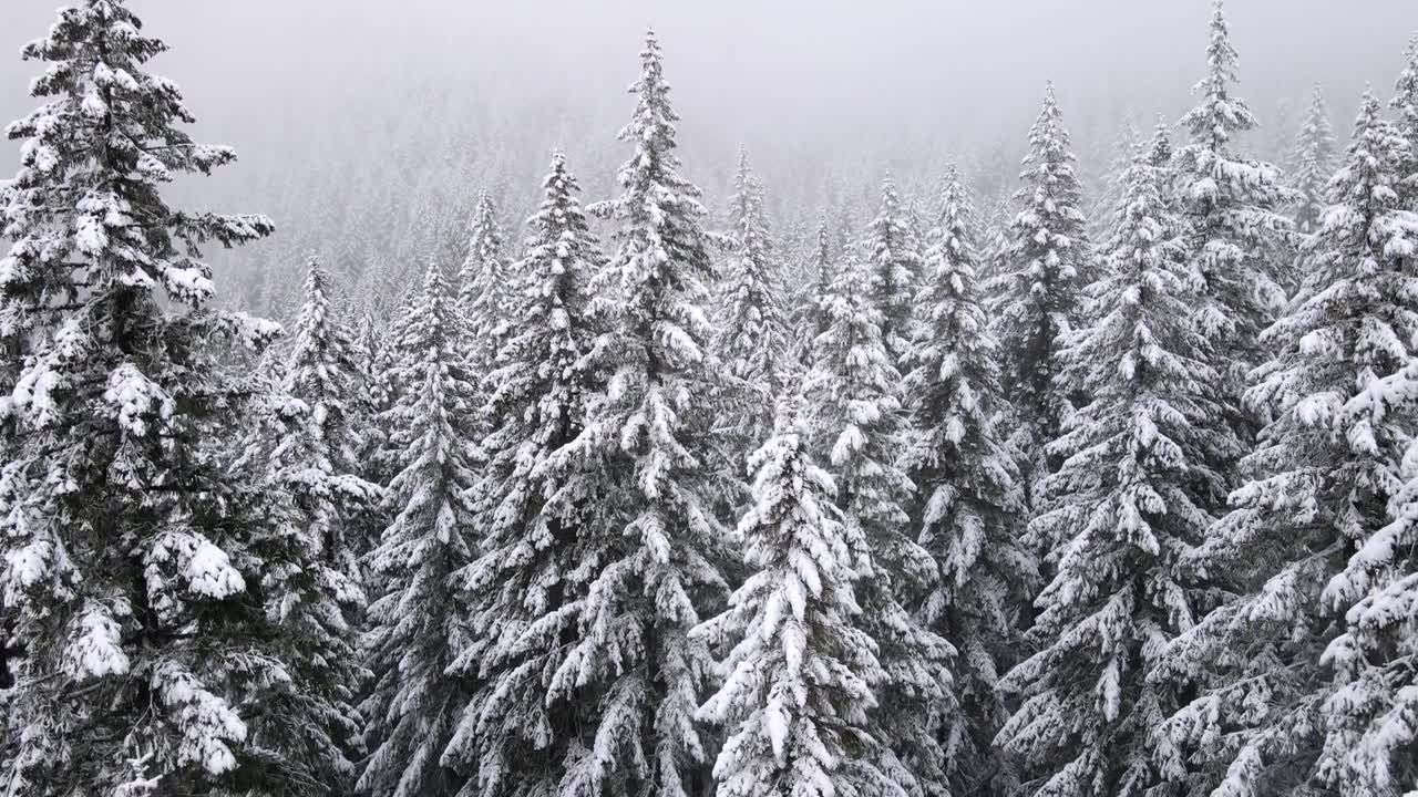 详情图-飞越俄勒冈州积雪覆盖的森林