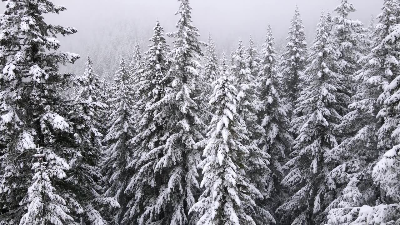 详情图-飞越俄勒冈州积雪覆盖的森林