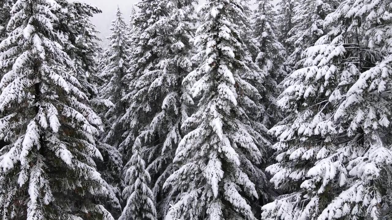 详情图-飞越俄勒冈州积雪覆盖的森林