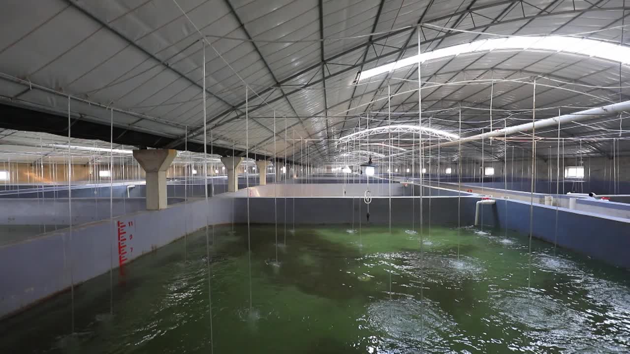 海水厂水产养殖车间，位于华北某养殖场