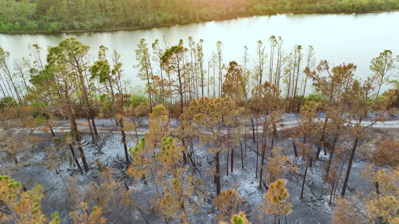 野火过后，被摧毁的森林地面覆盖着灰烬层和烧焦的死植被。自然灾害概念