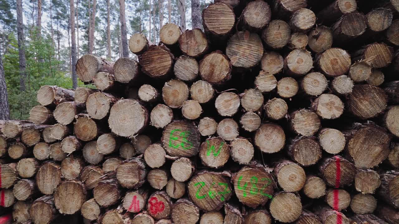林木树干桩，采伐木材工业用材。沿着道路砍树。堆叠日志。秋天的林地背景。阳光明媚的森林。全球变暖，种植，