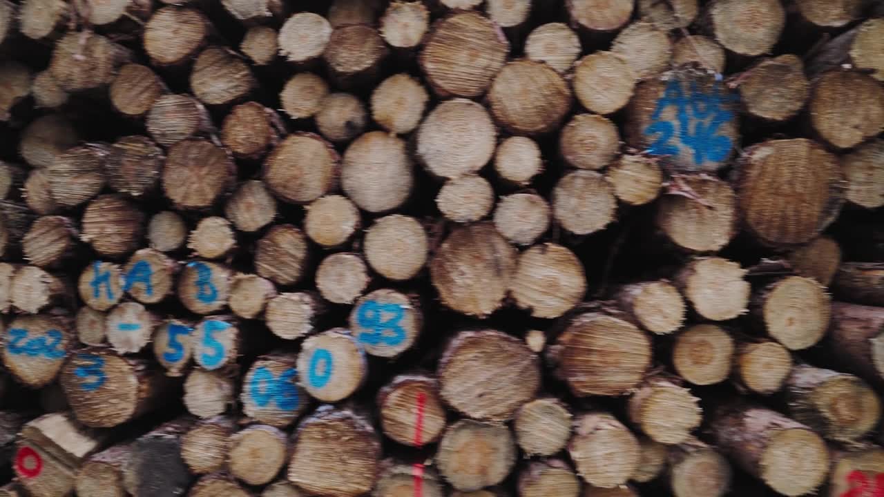 详情图-林木树干桩，采伐木材工业用材。沿着道路砍树。堆叠日志。秋天的林地背景。阳光明媚的森林。全球变暖，种植，