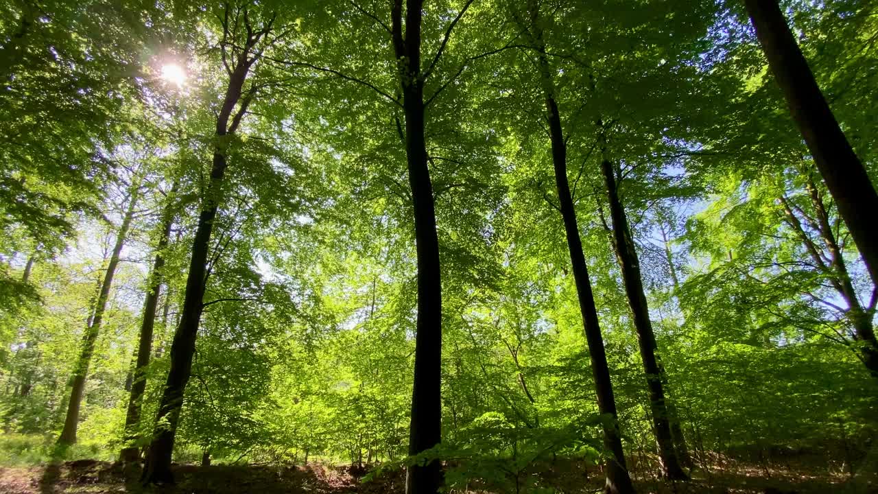 温暖的阳光闪闪发光，穿过绿色的森林田园诗般的林地林间空地