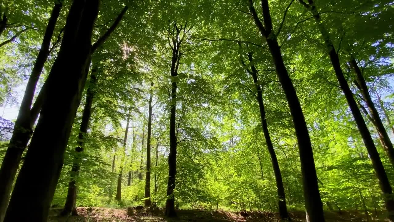 詳情圖-溫暖的陽(yáng)光閃閃發(fā)光，穿過(guò)綠色的森林田園詩(shī)般的林地林間空地