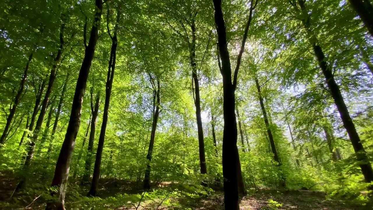 詳情圖-溫暖的陽(yáng)光閃閃發(fā)光，穿過(guò)綠色的森林田園詩(shī)般的林地林間空地