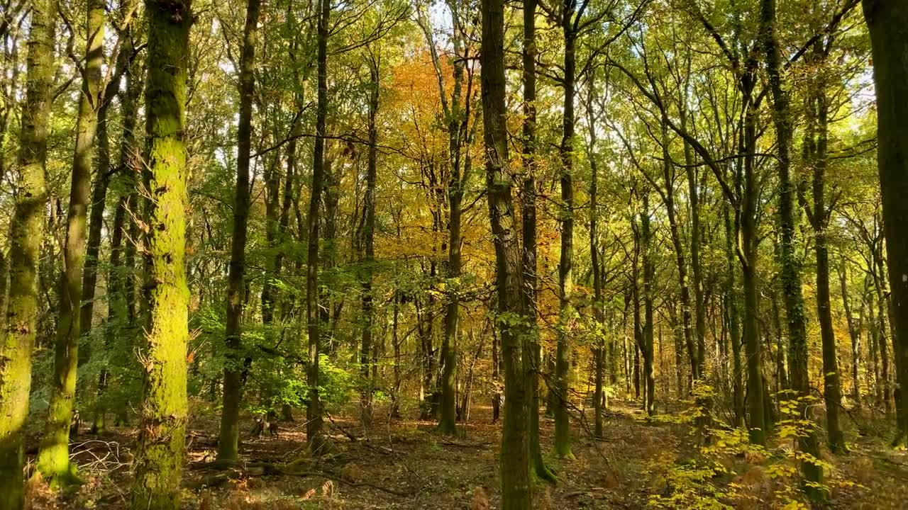 詳情圖-田園詩(shī)般的金色森林在斑駁的林地林間深處