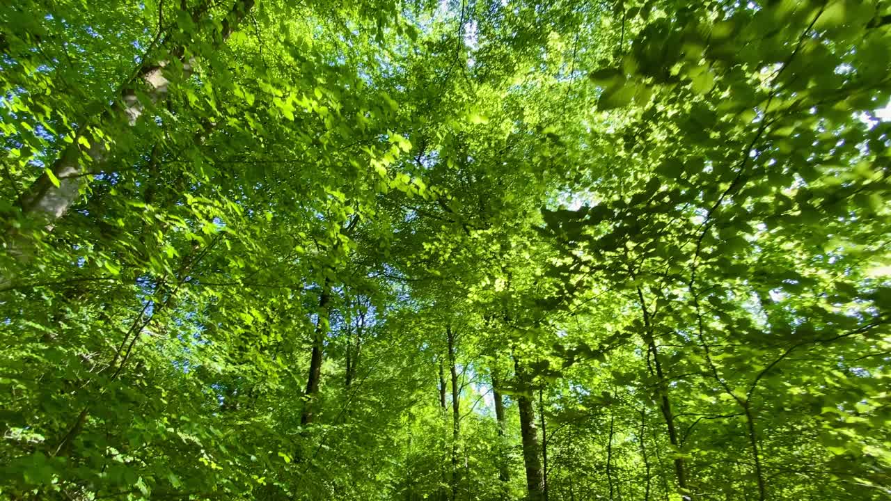 多利穿过生机勃勃的绿色森林林间空地，树木繁茂