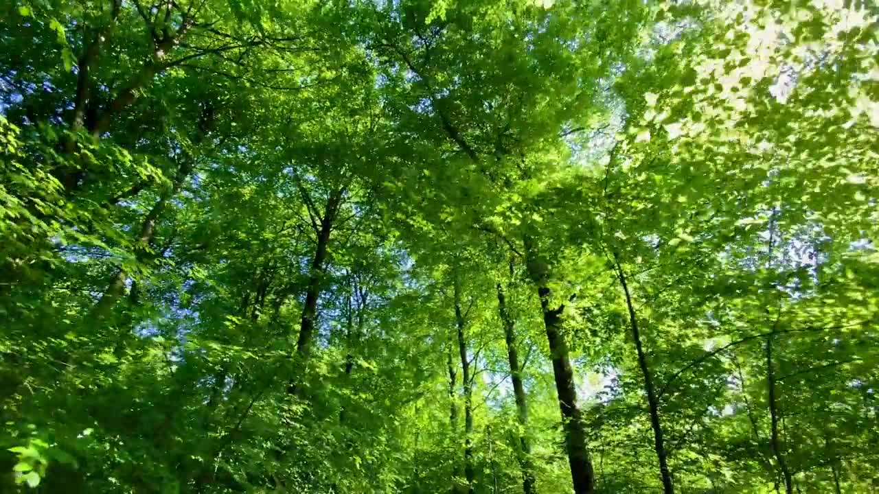 詳情圖-多利穿過生機勃勃的綠色森林林間空地，樹木繁茂