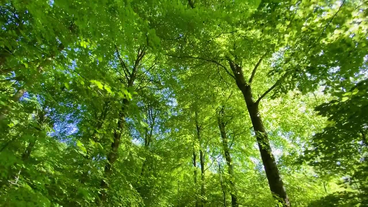 詳情圖-多利穿過生機勃勃的綠色森林林間空地，樹木繁茂