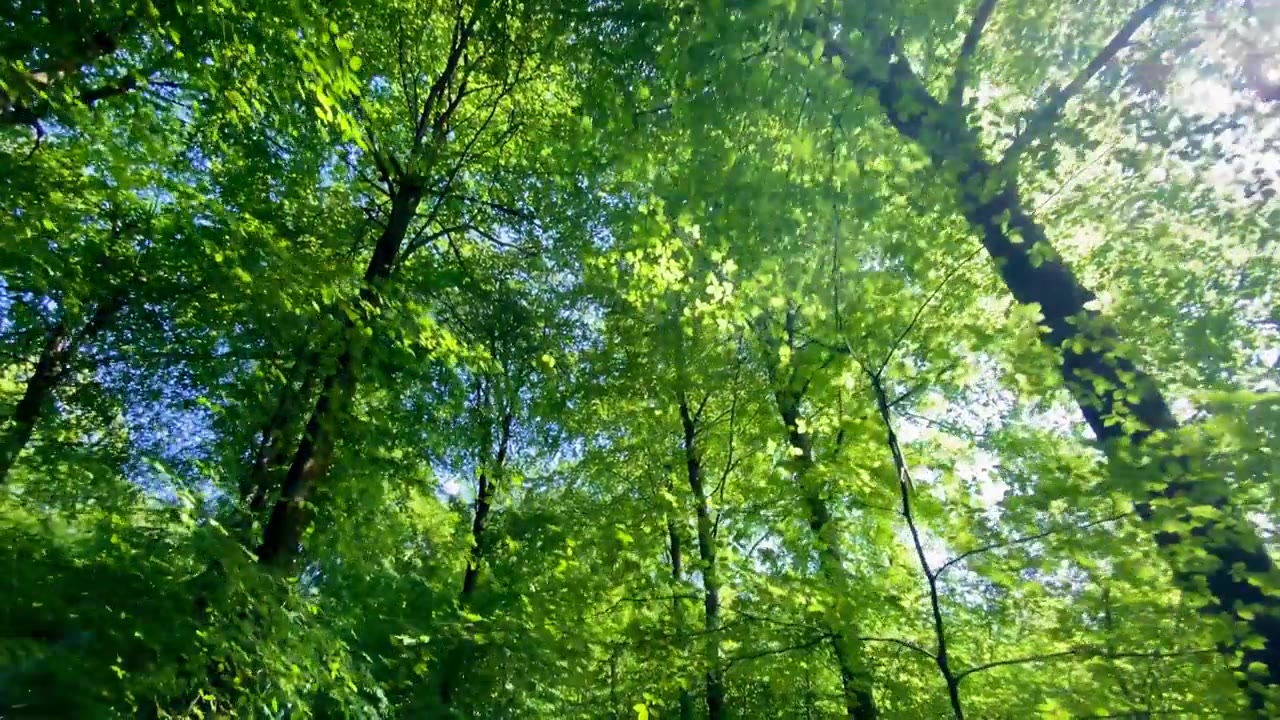 詳情圖-多利穿過生機勃勃的綠色森林林間空地，樹木繁茂