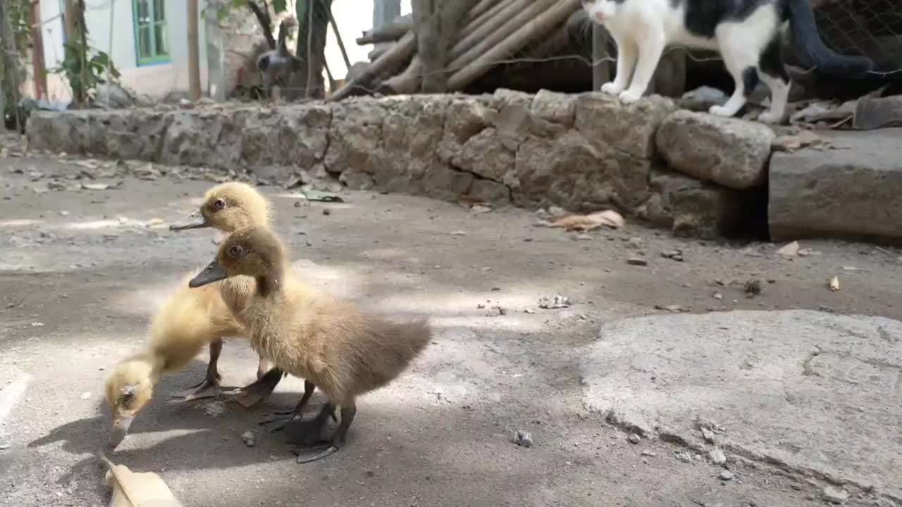 一只猫看到一群小鸭在玩耍