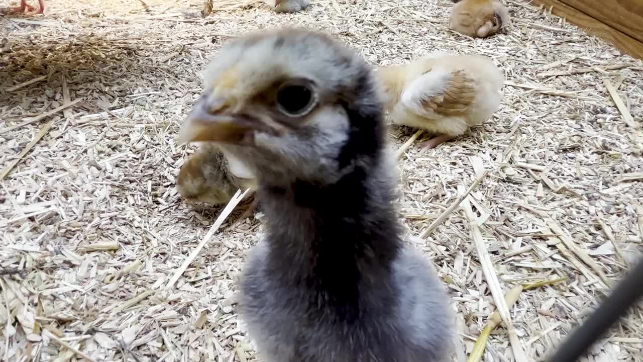 毛绒绒的小鸡在稻草覆盖的猪圈底部漫游