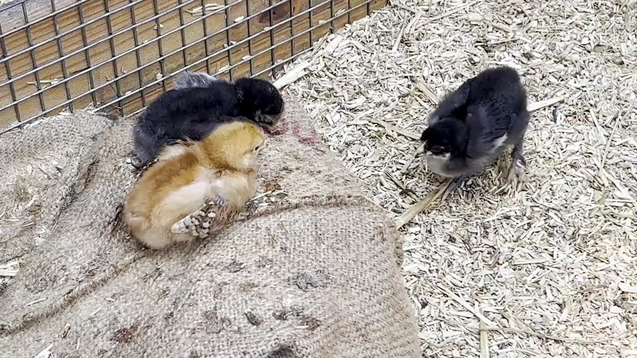 毛绒绒的小鸡在稻草覆盖的猪圈底部漫游