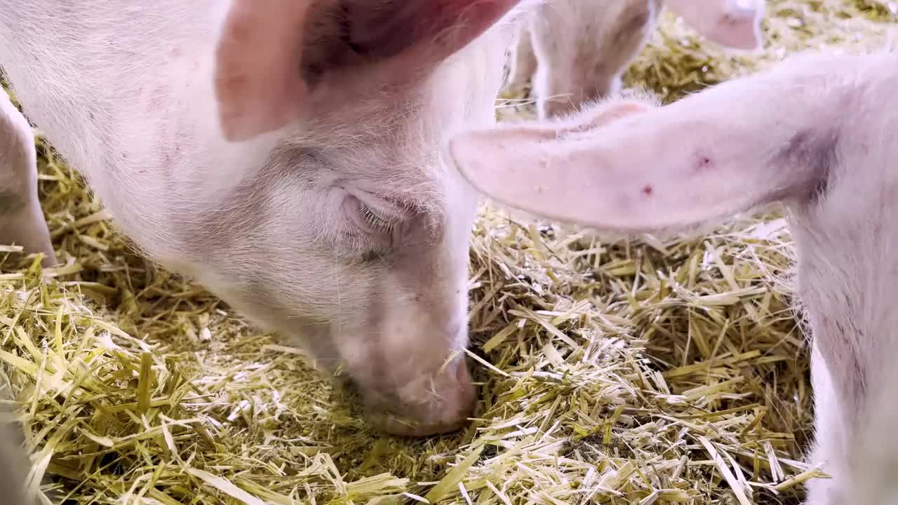 一只粉红色的猪在围栏里徘徊寻找食物