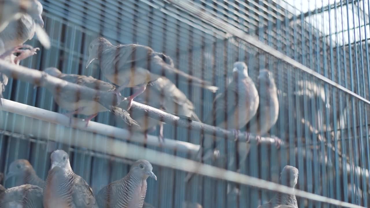 详情图-栖息在笼子里待售的斑鸠或斑鸠