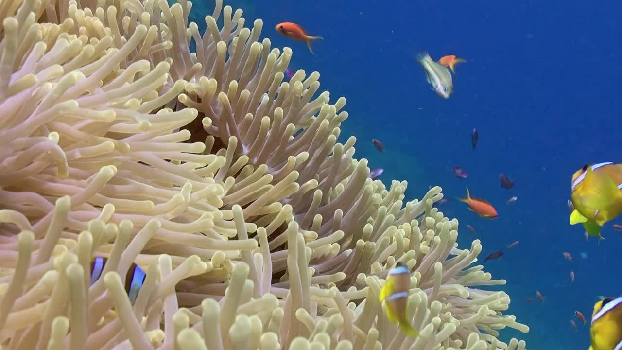 令人印象深刻的镜头揭示了水下海葵的隐藏世界。