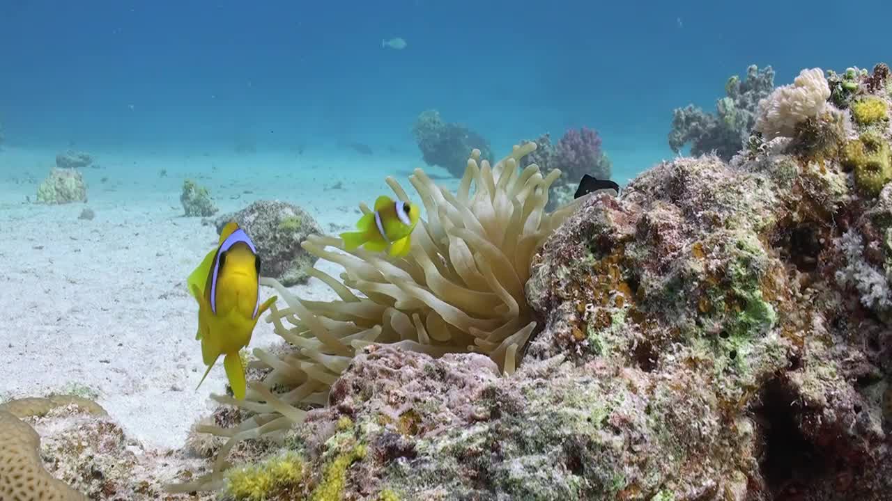 海底世界，海葵和小丑鱼展示他们鲜艳的色彩。