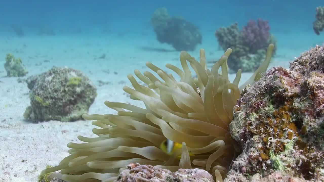 海葵和小丑鱼形成和谐的伙伴关系，创造了如画的景色。