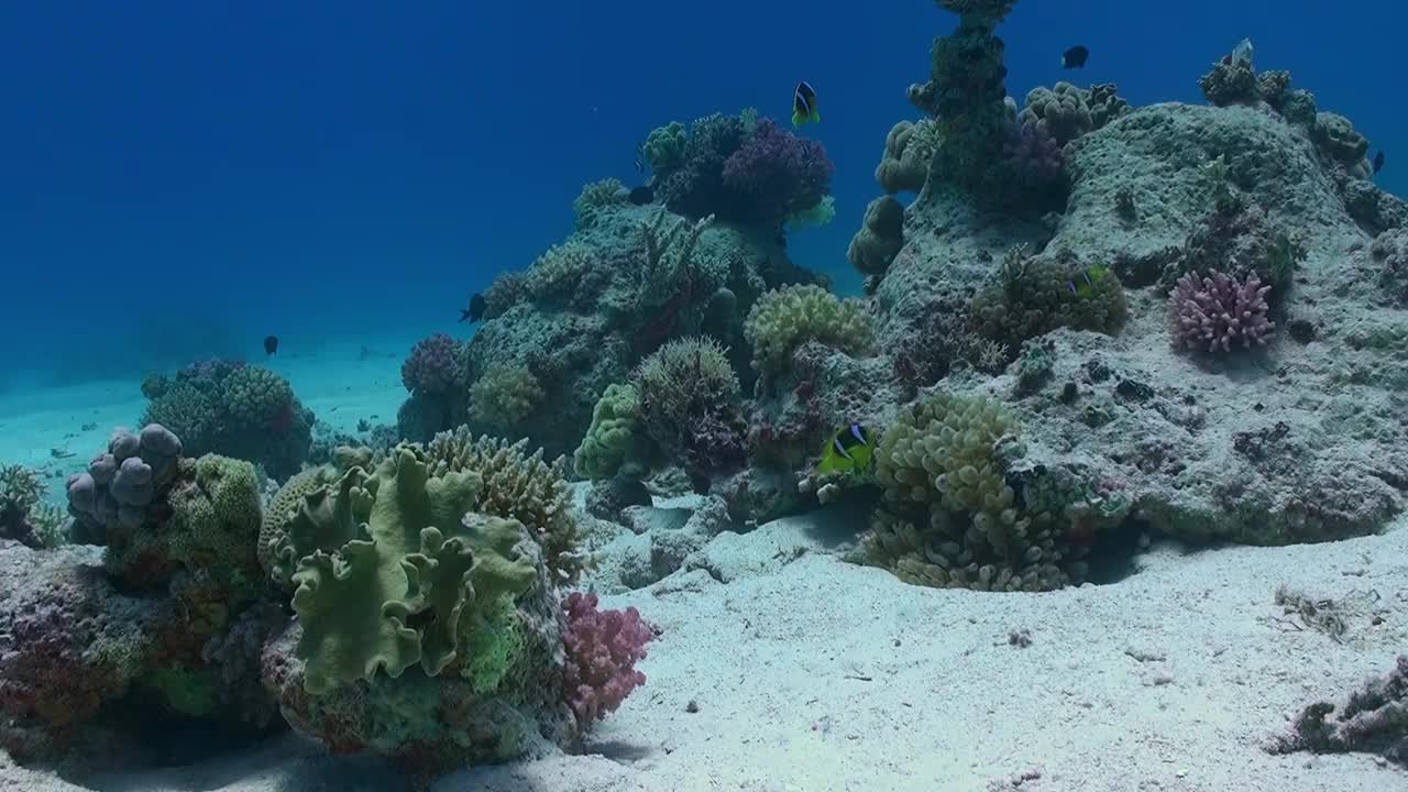 海底的海葵在珊瑚礁上的珊瑚之间。