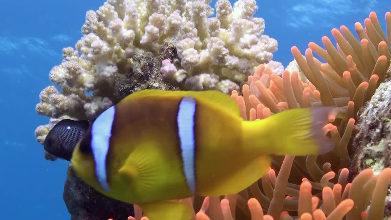 近景海葵和条纹鱼小丑鱼在水下自然。
