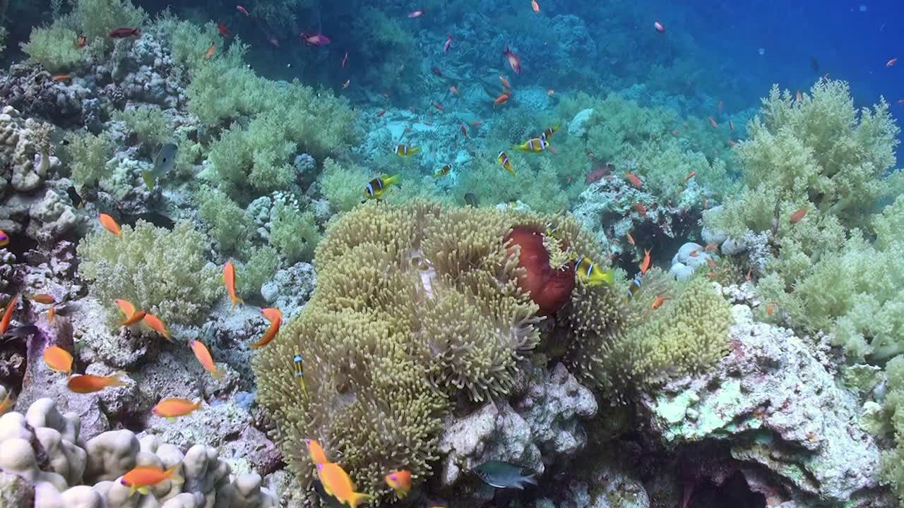 海底世界，珊瑚里有海葵和小丑鱼。