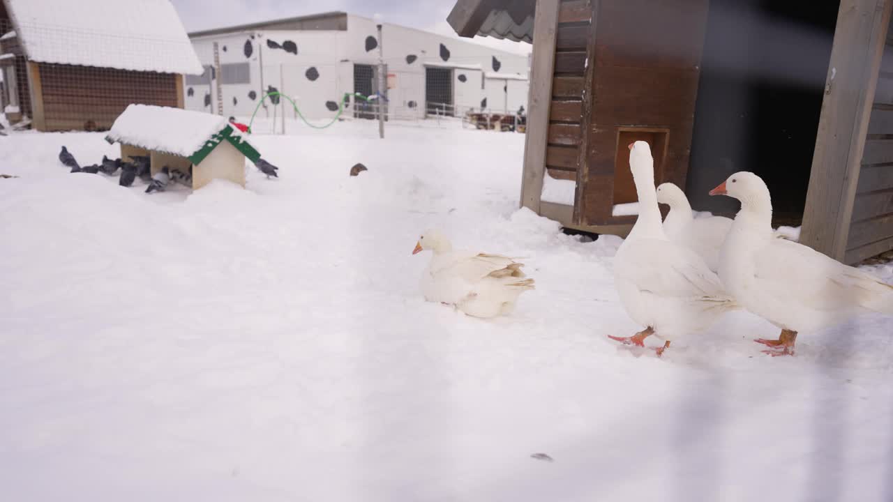 冬天农场里的白鹅。冬天，白鹅在农场的雪地上行走。喂食器附近的白鹅。