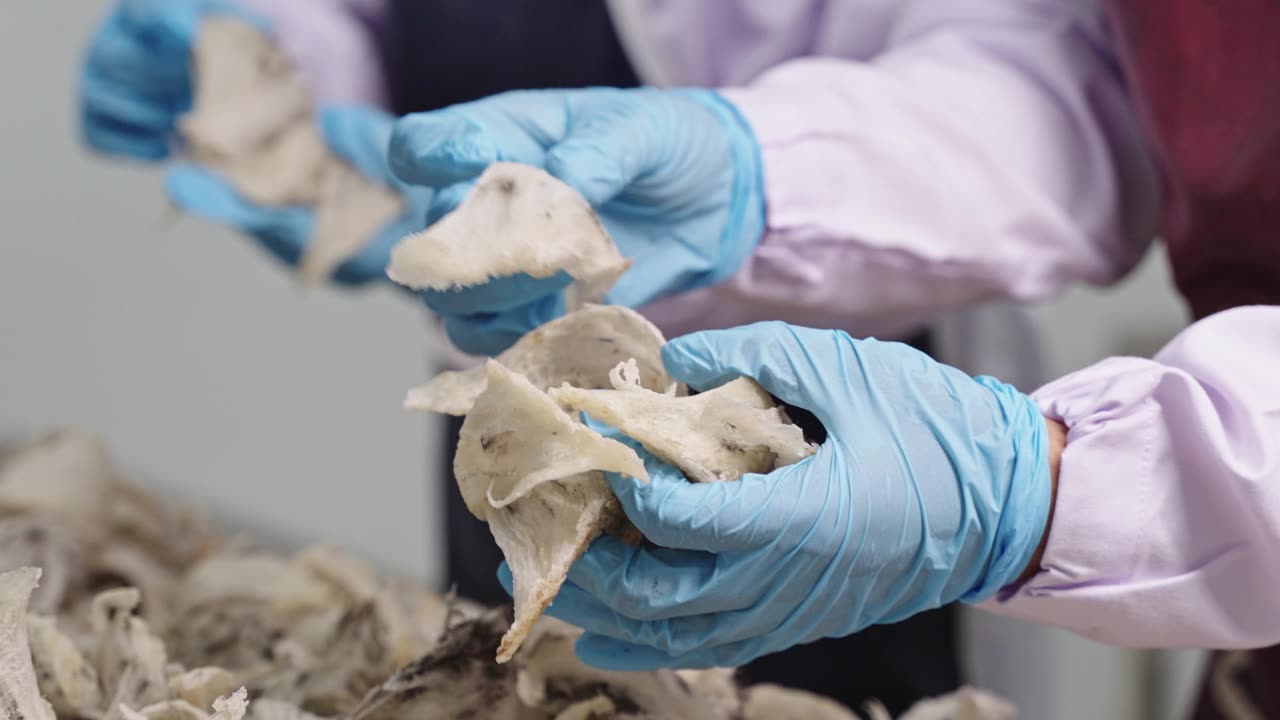 詳情圖-一名戴著手套的工人正在整理燕窩。